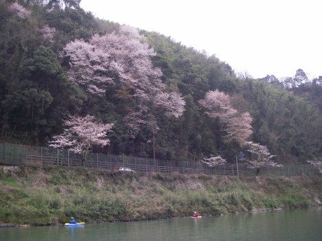 錦帯橋付近の桜