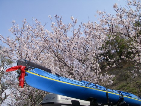 笠戸の桜